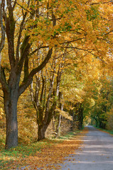 Fototapeta na wymiar Autumn landscape. Forest road in autumn leaves.