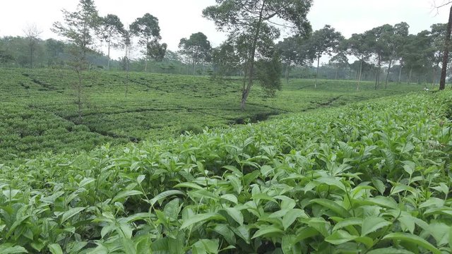 Tea plantation in Wonosobo. Indonesia, Java