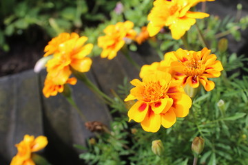 yellow flowers in the garden