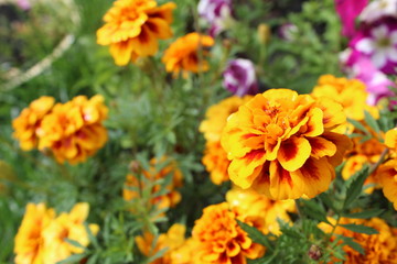 orange and yellow flowers