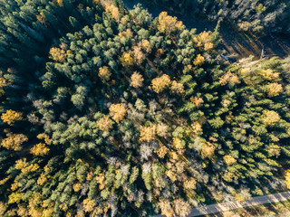 drone image. aerial view of rural area in autumn with yellow and red colored trees from above