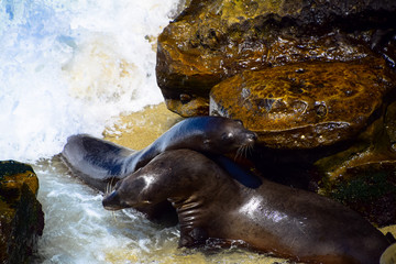 Seals sunning themselves as they nap on La Jolla Cove, La Jolla, California