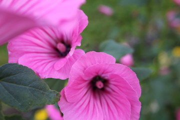 pink flower in the garden