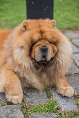 Chow Chow adult dog laying in the streets of Buenos Aires, Argentina.