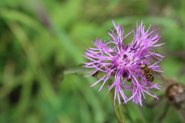bee collects nectar from the flower
