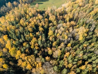 drone image. aerial view of rural area in autumn with yellow and red colored trees from above