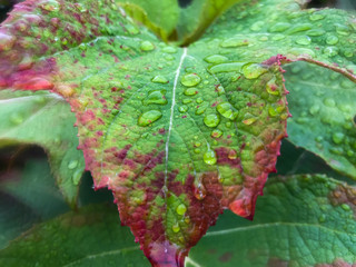 Green and red leaf with raindrops close-up