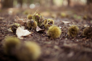 Kastanien auf dem Waldboden