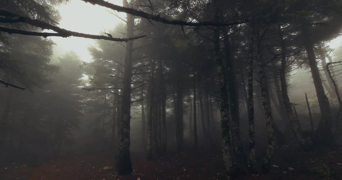Scary mystical dark foggy autumn/winter forest in motion