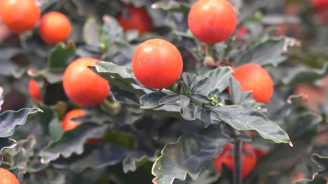 sequence of solanum bushes in the greenhouse