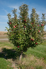 Fototapeta na wymiar Small Apple Tree