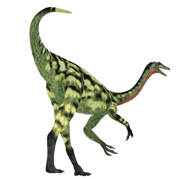 Deinocheirus Dinosaur Tail
