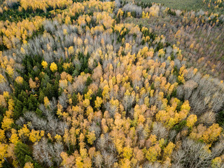 Obraz premium drone image. aerial view of rural area in autumn with yellow and red colored trees from above