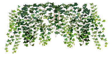 climbing wall of ivy. vector illustration on white background. banner and web background.   - obrazy, fototapety, plakaty