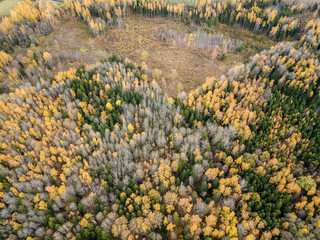 drone image. aerial view of rural area in autumn with yellow and red colored trees from above
