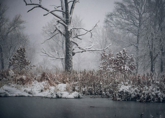 Large old snow covered oak tree in a snowstorm beside a pond filled with cat tails.