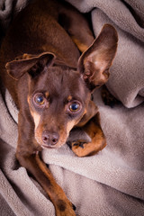 Pinscher dog laying on a blanket