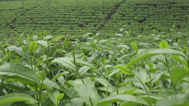 Tea plantation in Wonosobo. Indonesia, Java
