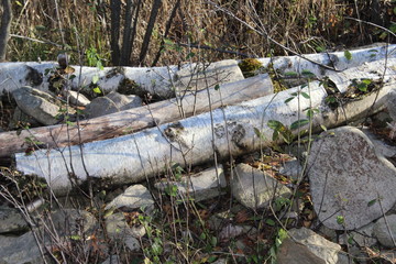 fallen birch trees and rocks
