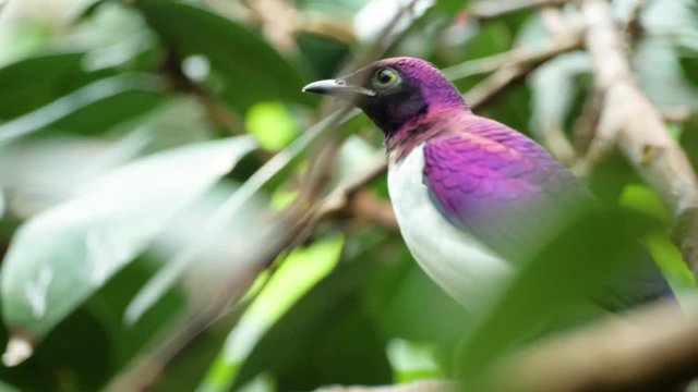 Close up shot of pink and purple male violet-backed starling looking around