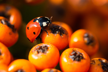 Obraz premium czerwona biedronka wspinająca się na małe pomarańczowe jagody