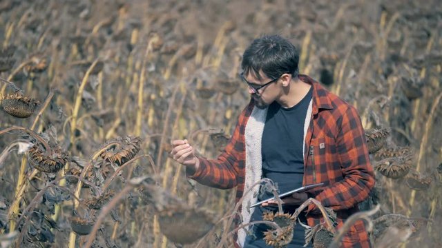 Man checks dried sunflower plants, eating seeds on a farmland. Global warming concept.