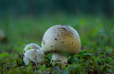 Tre funghi cresciuti nel prato, sfondo sfocato, funghi prataioli