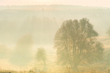 View of foggy trees, autumn landscape, Ukraine