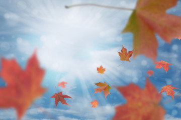 BEAUTIFUL AUTUMN MAPLE LEAVES FALLING WITH NICE BOKEH OF SUNLIGHT AND BLUE SKY. COPY SPACE