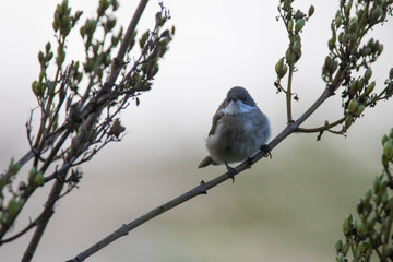  lesser whitethroat (Sylvia curruca)  baby