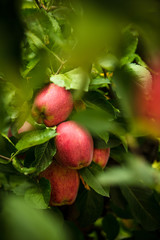 Apple fruit