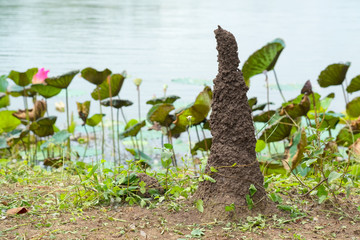 CONE ANTHILL OF TERMITE NEAR BY THE WATER