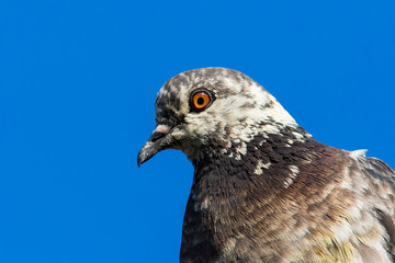 Juvenile Pigeon portrait