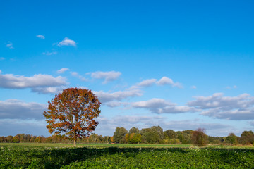 Obraz premium Herbst