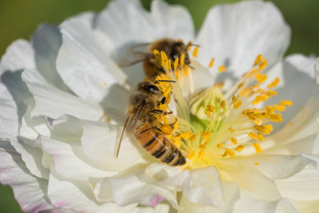 Naklejka premium honey bee in poppy flower