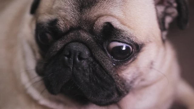 Portrait of a surprised, troubled dog pug