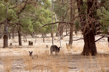 Kangaroo (or Wallaroo) seen along Moralana Scenic Drive, Flinders' Ranges, SA, Australia