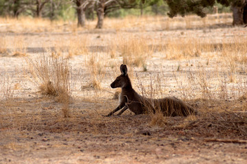 Kangaroo (or Wallaroo) seen along Moralana Scenic Drive, Flinders' Ranges, SA, Australia