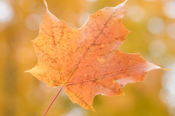 Fototapeta na wymiar A Beautiful Orange Maple Leaf and Bokeh Background