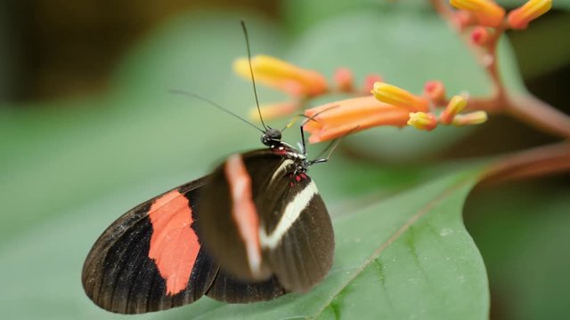 Close up macro shot of Postman Butterfly on orange flowers