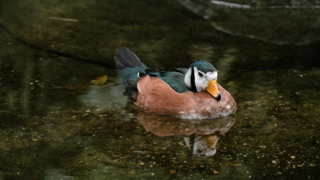 African pygmy goose (Nettapus auritus) floating on water