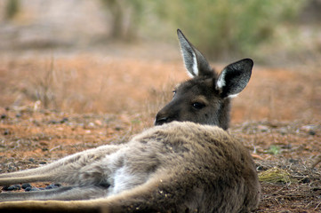 Kangaroo (or Wallaroo) seen along Moralana Scenic Drive, Flinders' Ranges, SA, Australia
