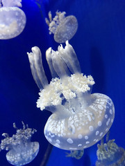 Photo of a big jellyfish in the water