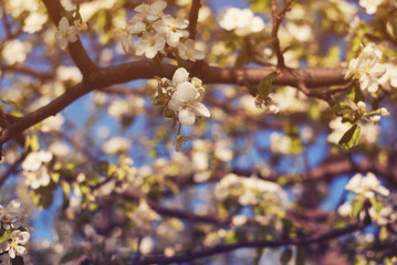Photo of apple blossom. Spring, sunshine, happiness