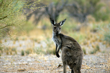 Kangaroo (or Wallaroo) seen along Moralana Scenic Drive, Flinders' Ranges, SA, Australia