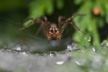 Funnel Weaver Spider in dew
