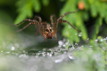 Funnel Weaver Spider in dew