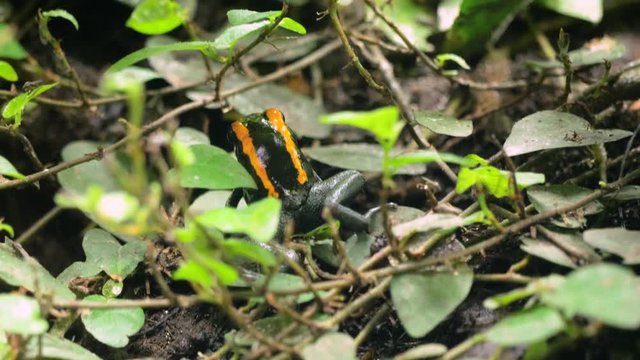 Golfodulcean poison frog hiding in understory