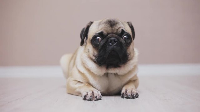 Excited, scared portrait of dog pug, Close-up