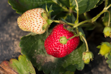 organic strawberries detail